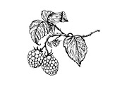 Raspberry engraving vector illustration
