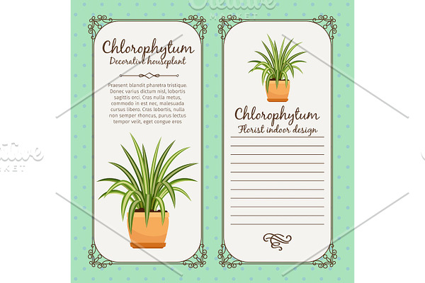 Vintage label with chlorophytum plant