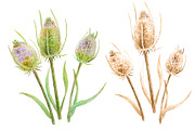 Watercolor Teasel Seed Heads