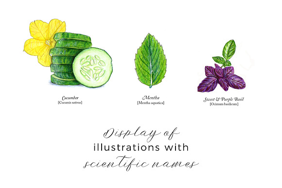 Hand Painted Fruits and Herbs in Illustrations - product preview 2