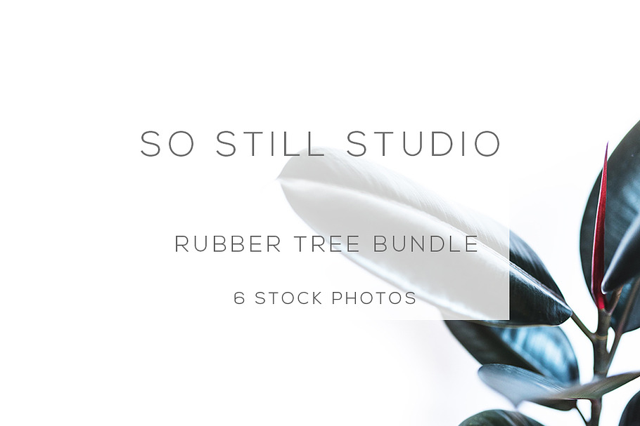 Rubber tree bundle stock photos