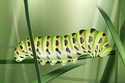 Green Machaon caterpillar