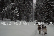 Ride with dogsled in winter forest