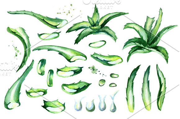 Aloe Vera in Illustrations - product preview 1