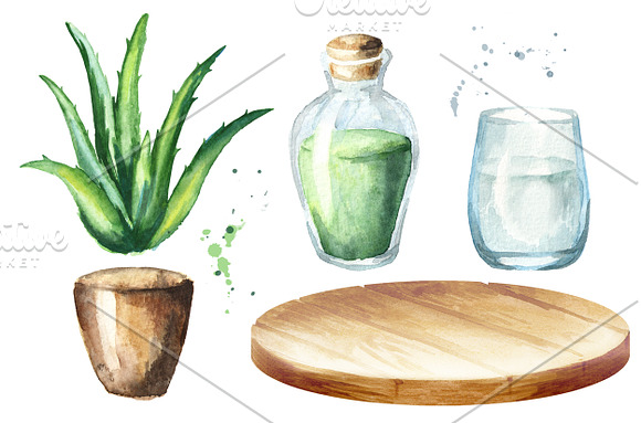 Aloe Vera in Illustrations - product preview 2