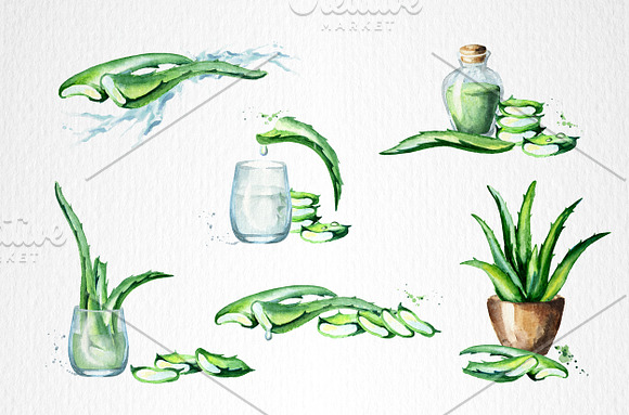 Aloe Vera in Illustrations - product preview 3