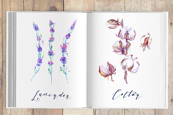 Lavender and cotton watercolor set in Illustrations - product preview 9