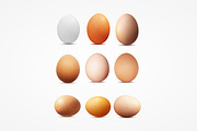 Realistic vector image of eggs