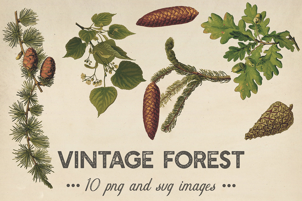 Vintage Plants Clipart in Graphics - product preview 8