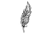 Monochrome bird feather sketch art