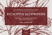 Eucalyptus Illustrations & Extras
