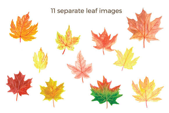 Watercolor Fall leaves in Illustrations - product preview 1