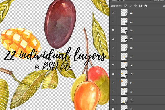Mango clipart in botanical style in Illustrations - product preview 9