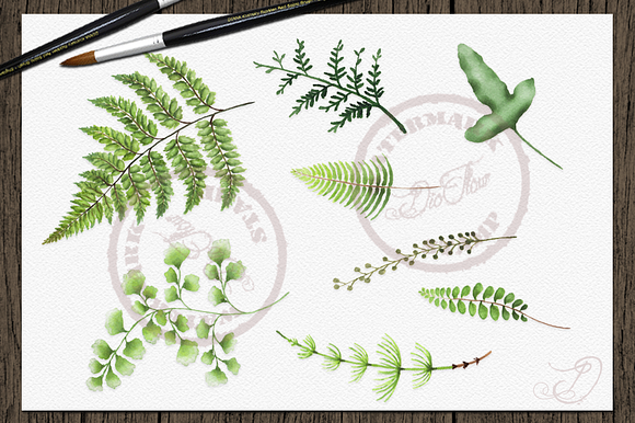 Fern Watercolor Clipart in Illustrations - product preview 1
