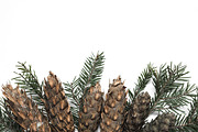 Spruce branch styled stock photo