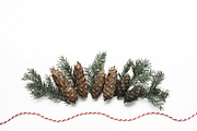 Spruce cones styled stock photo