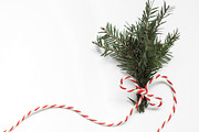 Spruce branch tied with ribbon stock