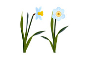 Daffodils with open blue buds and long green stem