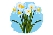Bouquet of fresh aromatic daffodils of light blue color