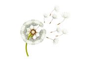 Blowing dandelion flower with fragile flying parts on green stem