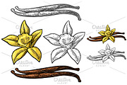 Vanilla pods and flower engraved 