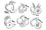 Sketch of apple and plum, pear and apricot