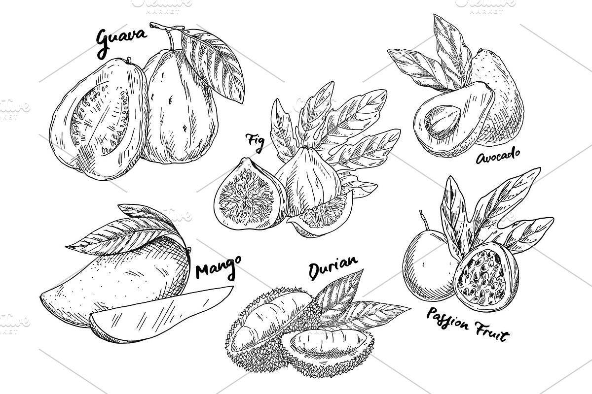 Sketch of guava and avocado, fig and mango, durian in Illustrations - product preview 8