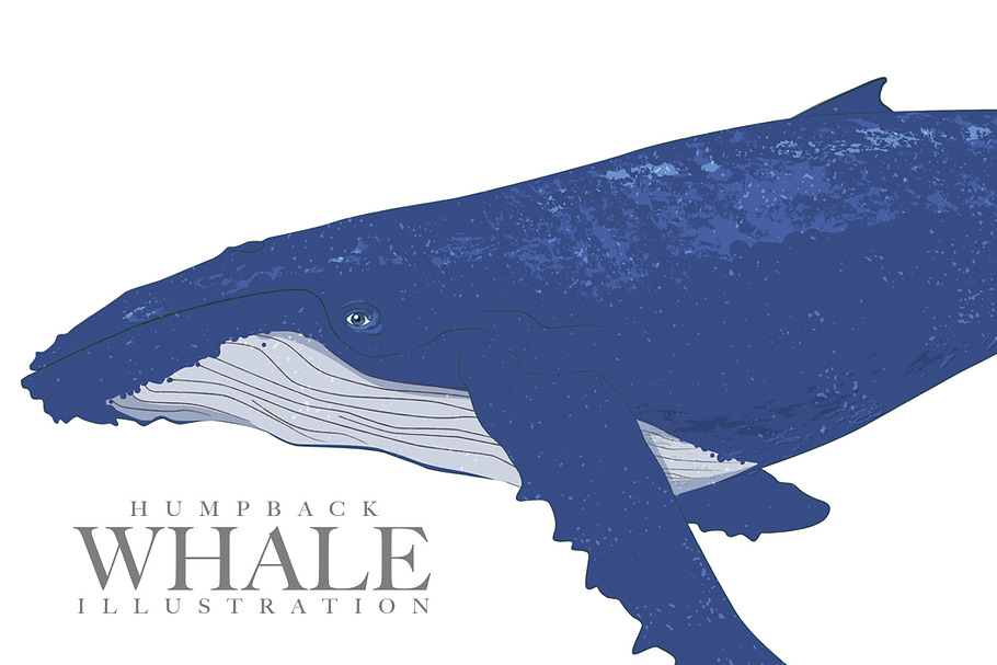 Humpback Whale Illustration