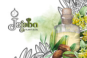 Graphic and watercolor jojoba plants