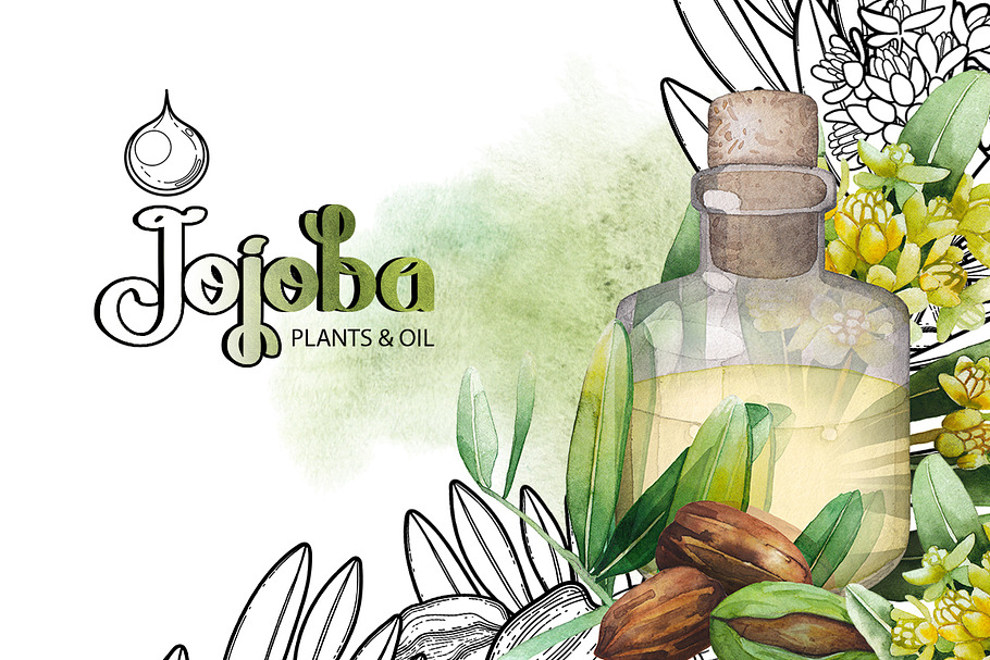 Graphic and watercolor jojoba plants in Illustrations - product preview 8