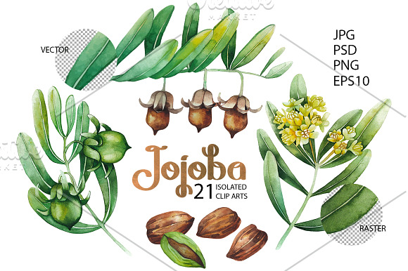 Graphic and watercolor jojoba plants in Illustrations - product preview 1