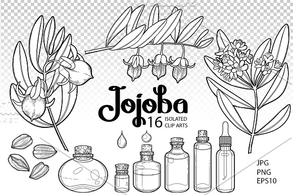 Graphic and watercolor jojoba plants in Illustrations - product preview 3