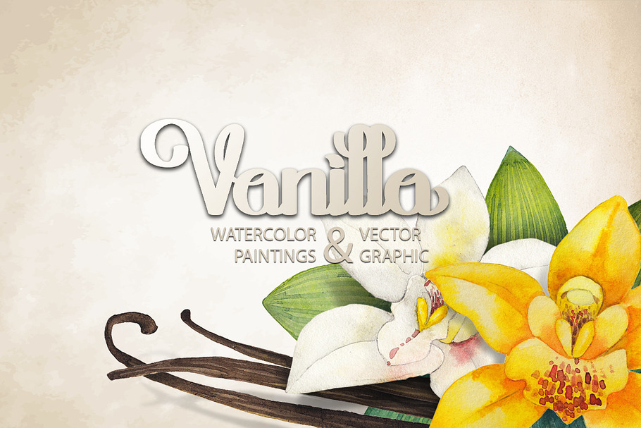 Graphic and watercolor vanilla in Objects - product preview 8