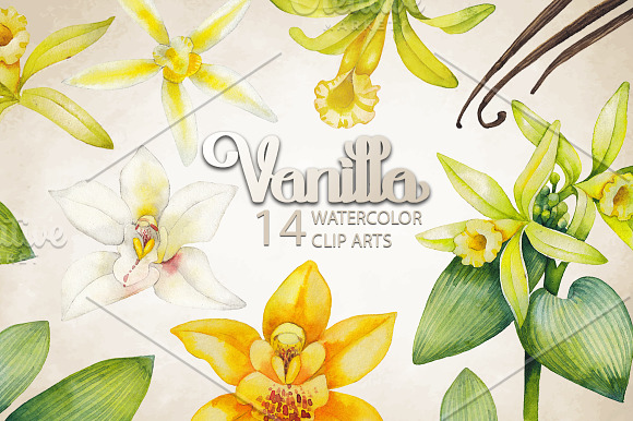Graphic and watercolor vanilla in Objects - product preview 1