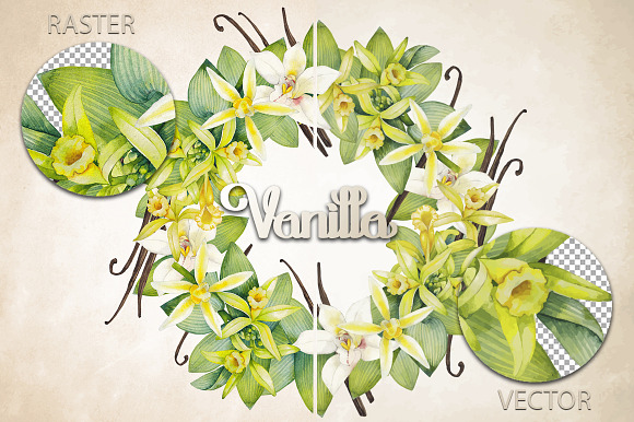 Graphic and watercolor vanilla in Objects - product preview 2
