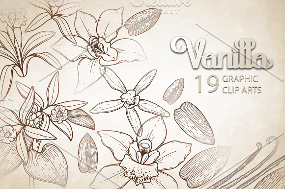 Graphic and watercolor vanilla in Objects - product preview 3