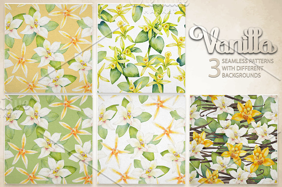 Graphic and watercolor vanilla in Objects - product preview 5