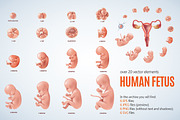 Human Fetus Set