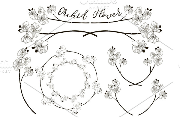 Vector Orchid Flower Design. Dividers, Frames and Wreaths