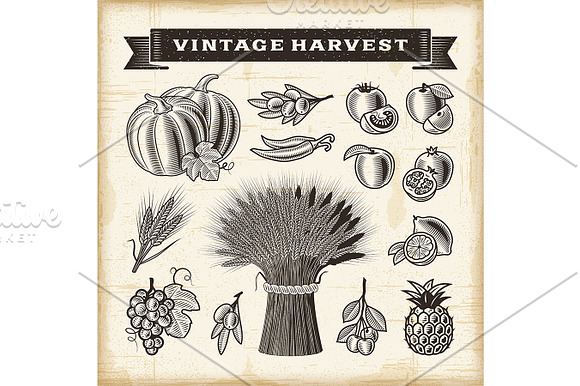 Vintage Harvest Set in Illustrations - product preview 1