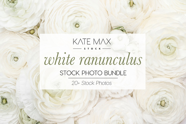 White Ranunculus Stock Photo Bundle
