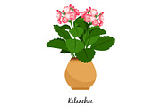 Kalanchoe plant in pot