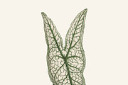 Illustration of Heart of Jesus plant