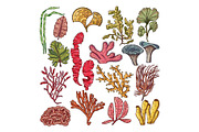 Seaweed and corals. Underwater natural plants isolated