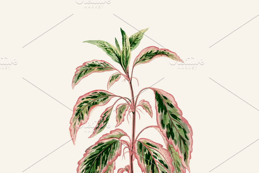 Illustration Beautiful Leaved Plant