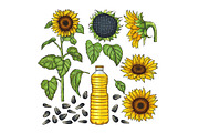 Vector pictures of nature products. Different sides of sunflower