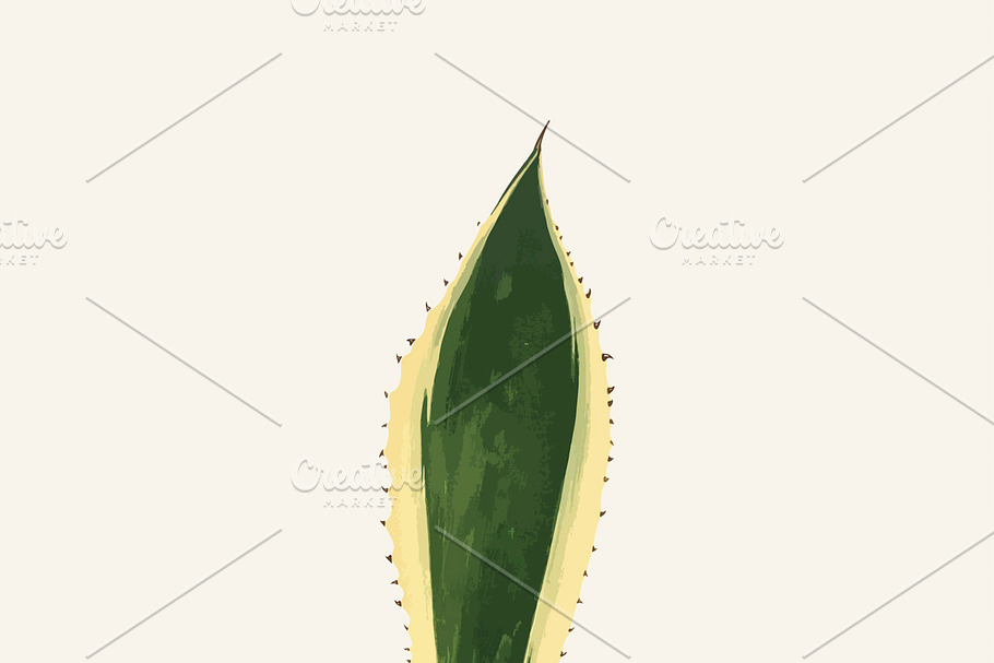 Illustration Beautiful Leaved Plant in Illustrations - product preview 8