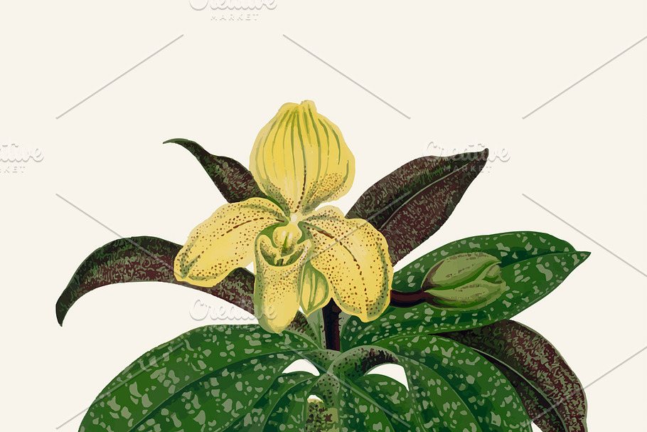 Illustration Beautiful Leaved Plant in Illustrations - product preview 8