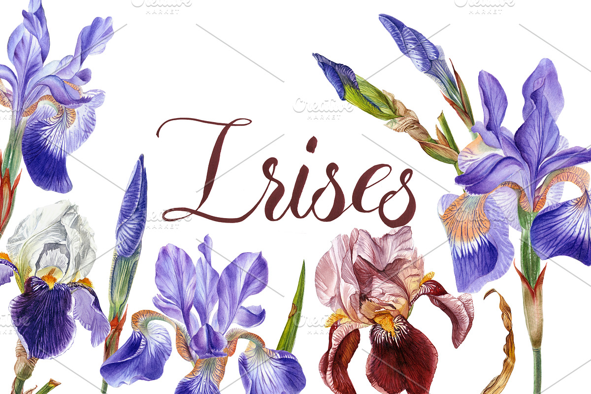 Irises set in Illustrations - product preview 8