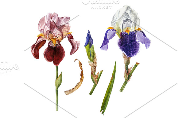 Irises set in Illustrations - product preview 1